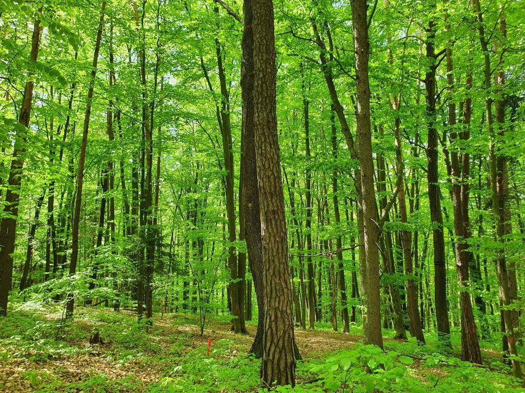 Majestätischer Wald mit hohen, schlanken Bäumen und einem Teppich aus frischem Grün am Waldboden.