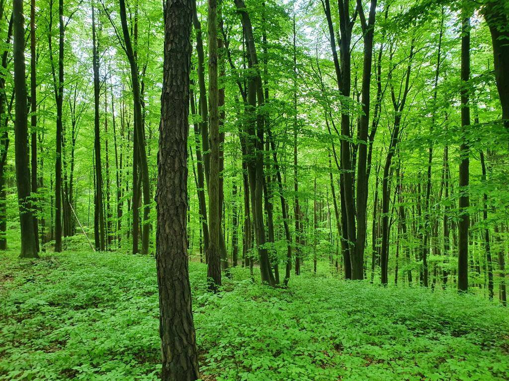Weitläufiger Wald mit jungen Bäumen und einem dichten grünen Teppich, der den Waldboden bedeckt.