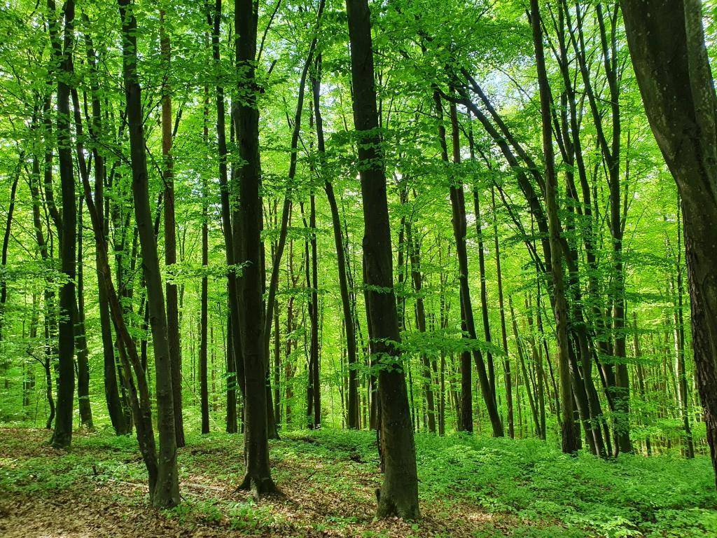 Dunklerer Waldabschnitt mit vielen Bäumen und üppigem Unterholz, das eine dichte Vegetation zeigt.