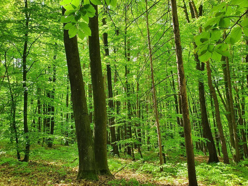 Tiefer Wald mit alten Bäumen und jungem Grün, das im Sonnenlicht leuchtet und eine idyllische Szene bildet.