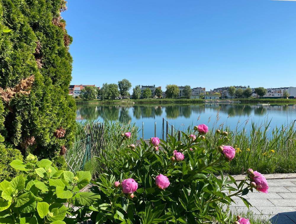 Blick Pfingsrosen