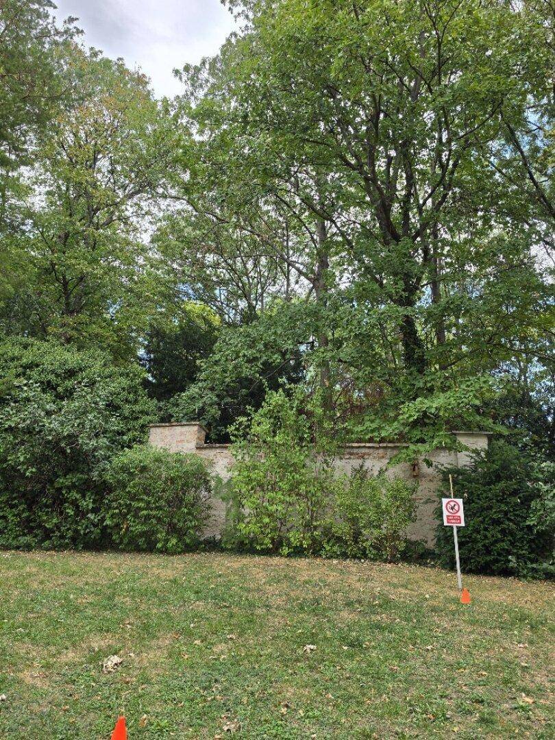 Großer, grüner Gartenbereich mit altem Baumbestand und einer historischen Mauer im Hintergrund.