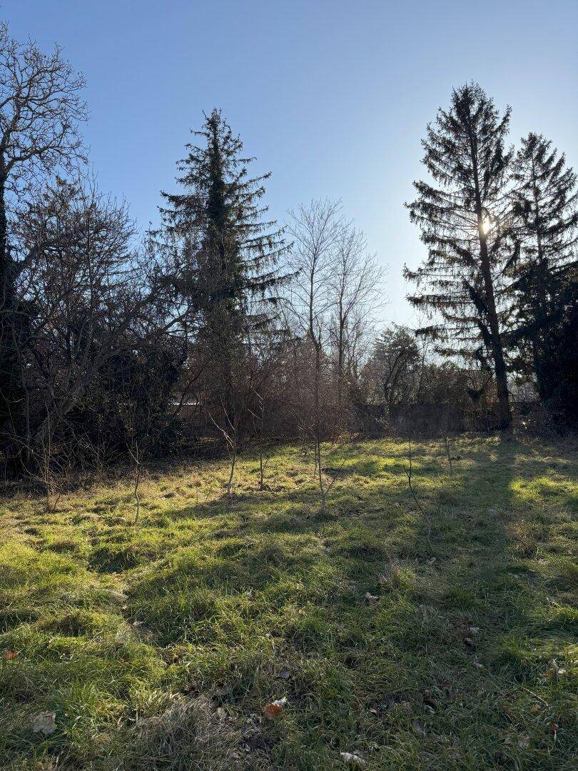 Sonniger, weitläufiger Gartenbereich mit hohen Bäumen und viel Grünfläche.