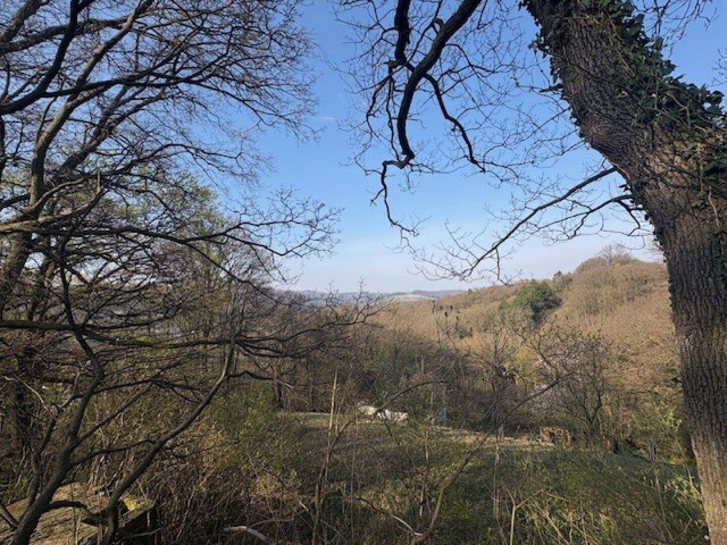 Panoramablick durch die Baumwipfel auf die hügelige Landschaft in der Ferne.