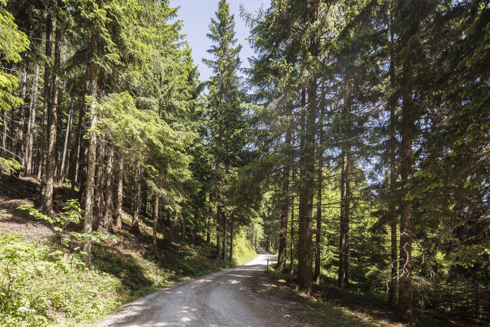 Gute Forststraßen