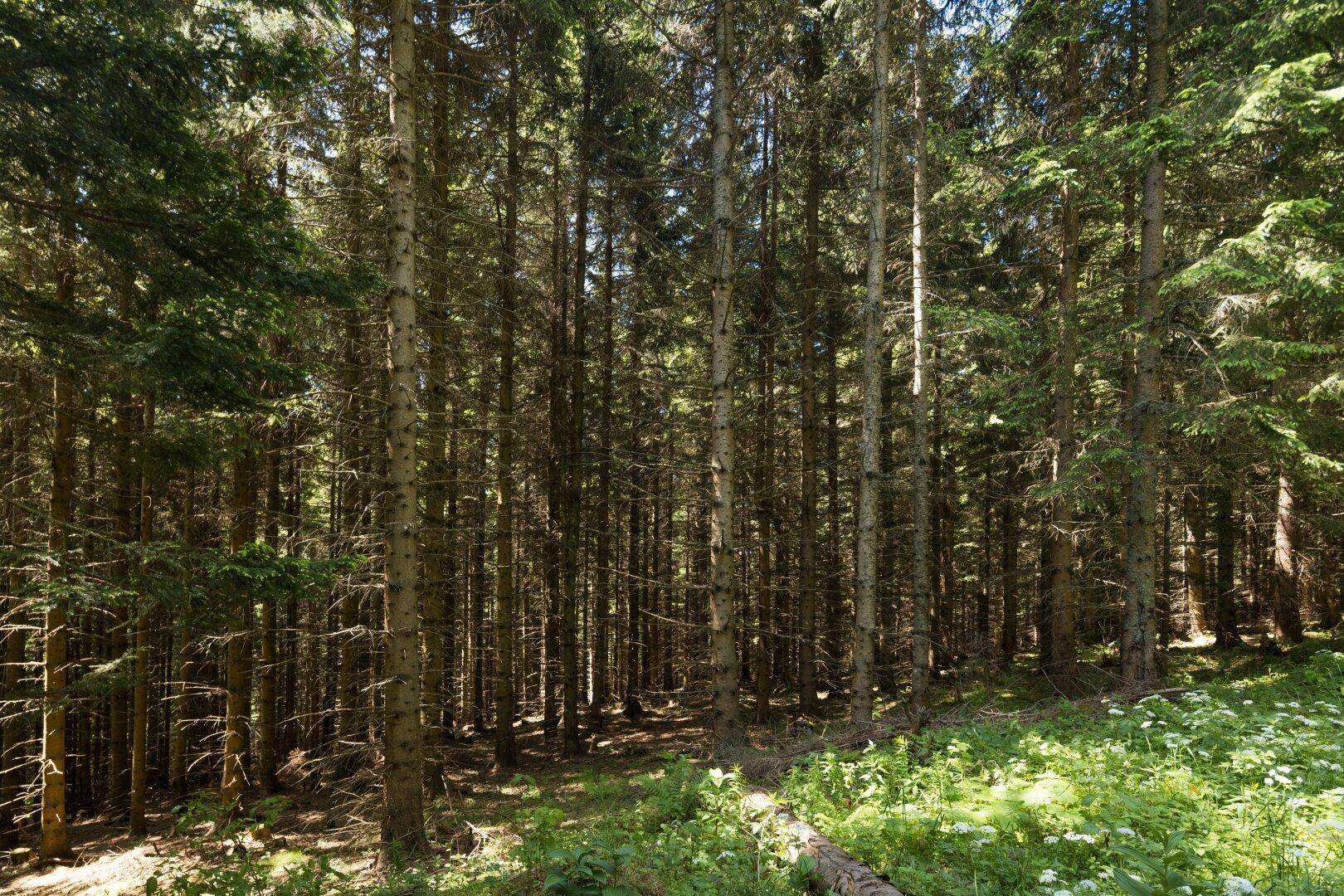 Fichtenstangenholz bereit zur Durchforstung