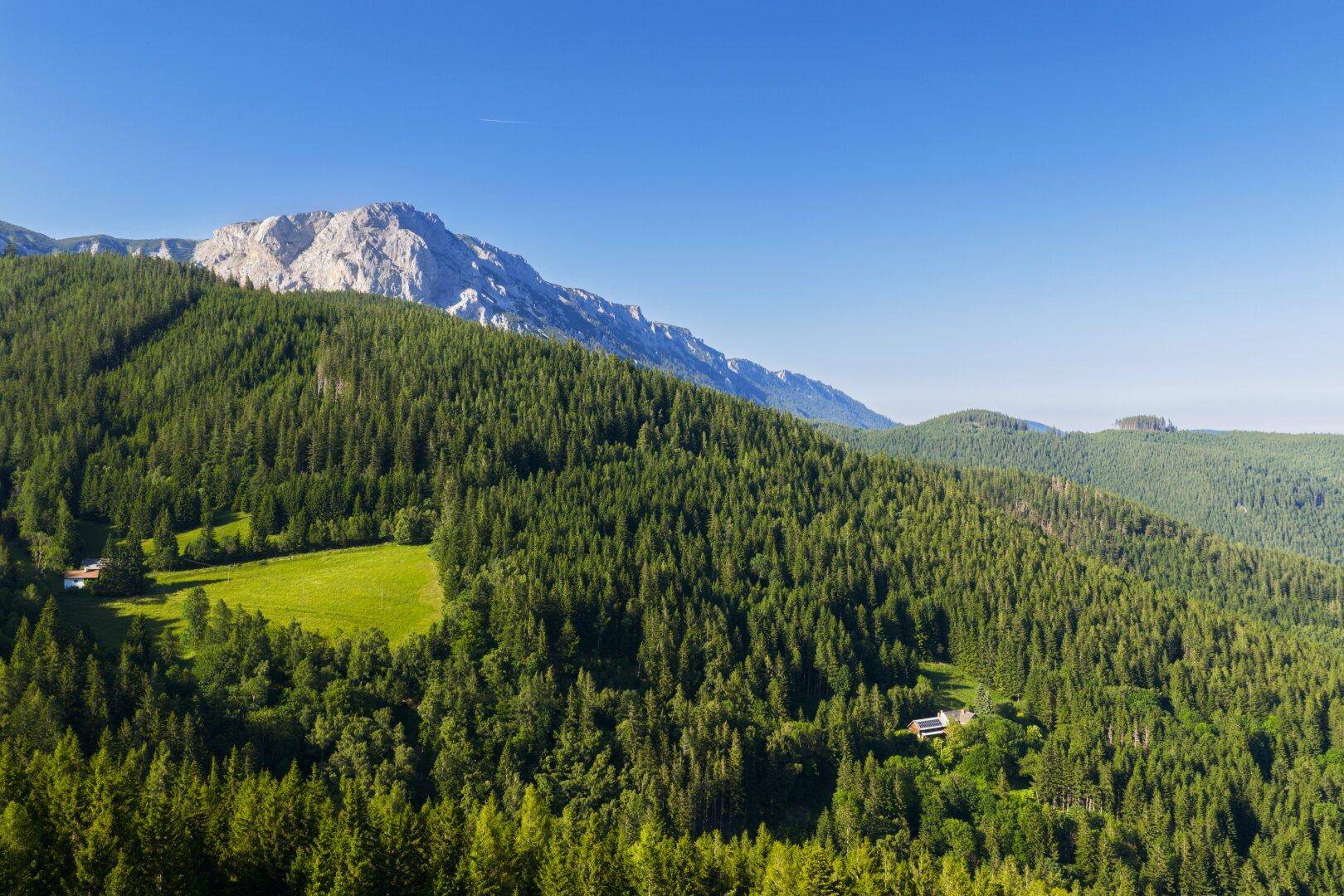 Wald bei der Rax