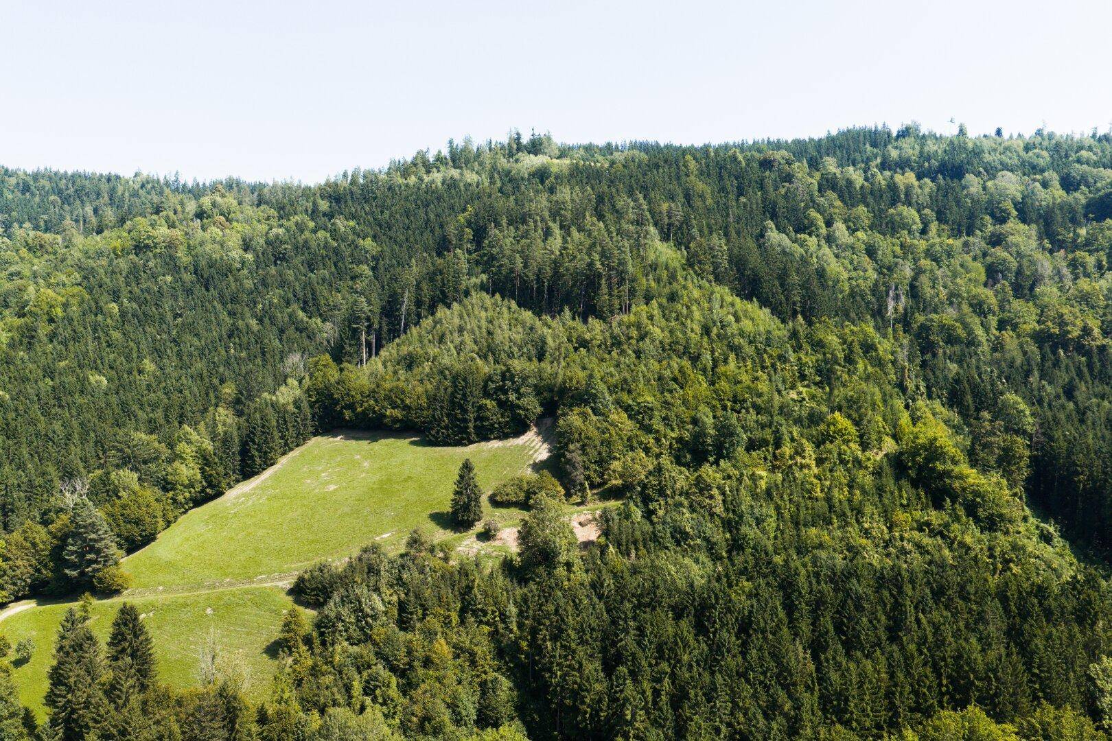 Schöne Bergwiese