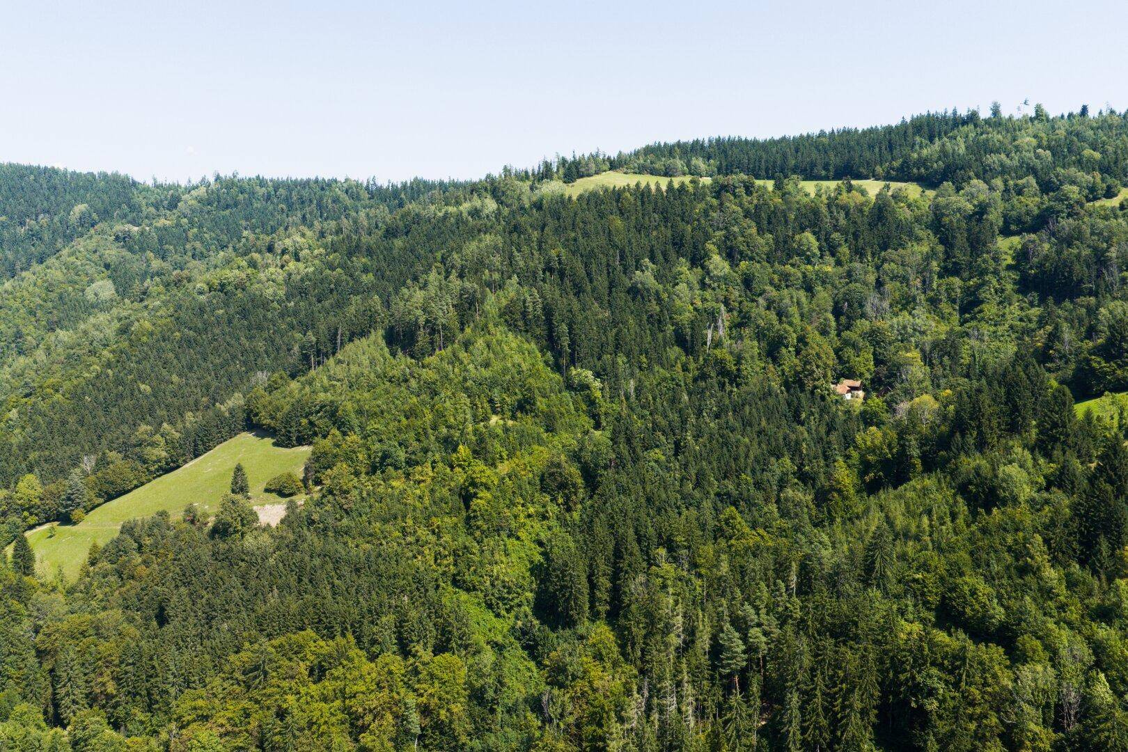 Blick auf die zugehörigen Waldflächen