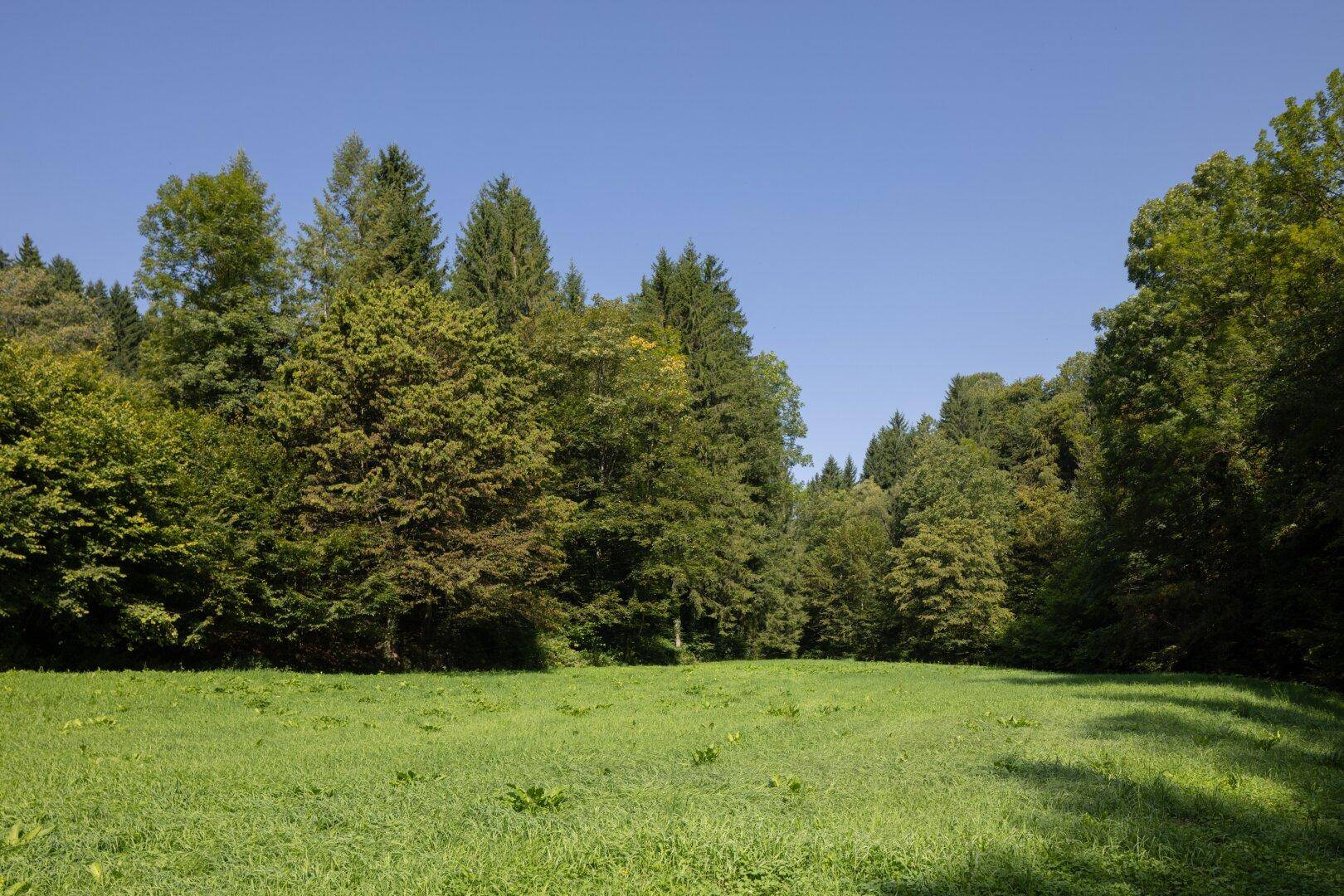 Ebene Wiese hinterm ehemaligen Forsthaus