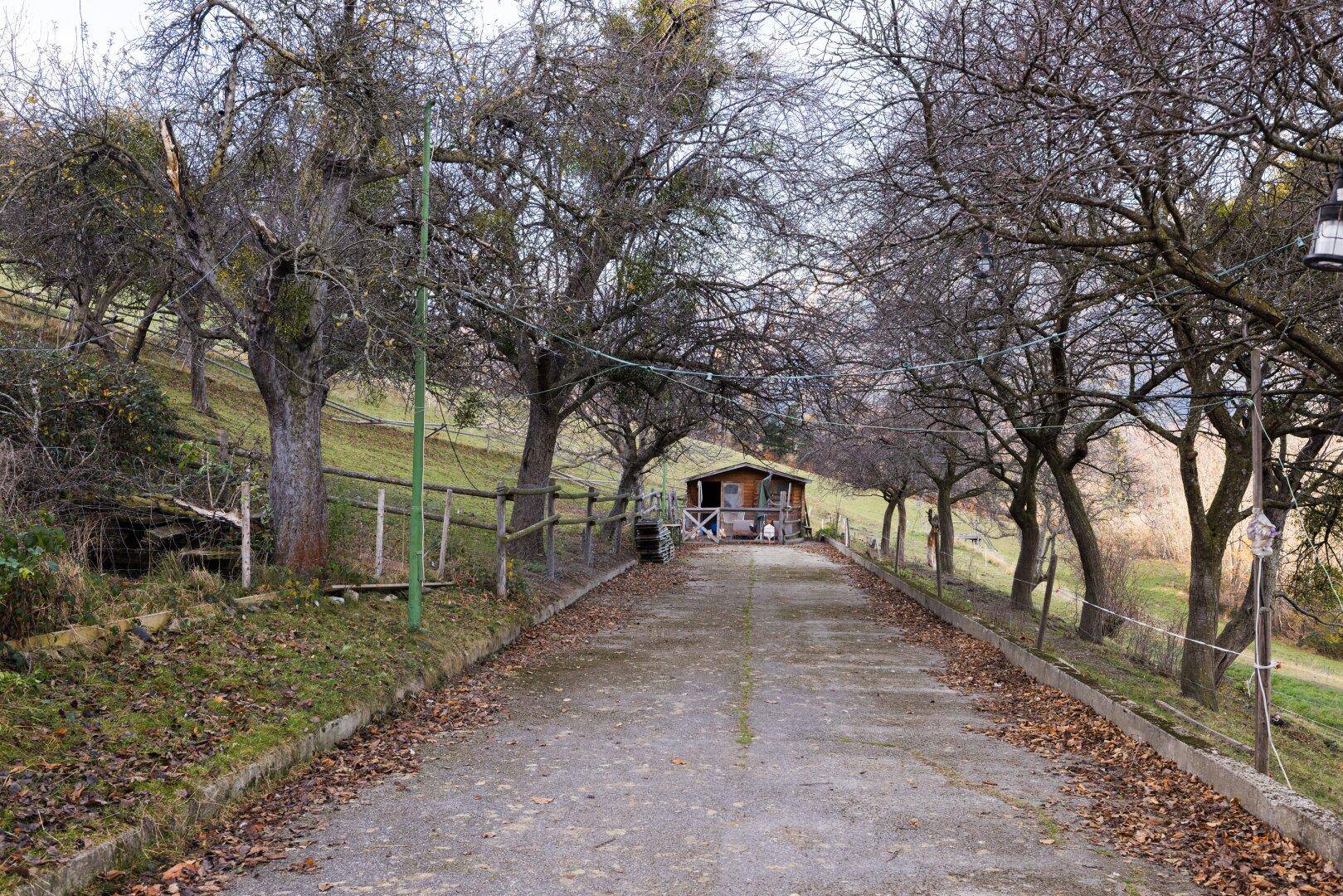 Ländliche Zufahrt gesäumt von Bäumen, die zu einem kleinen Holzschuppen führt.
