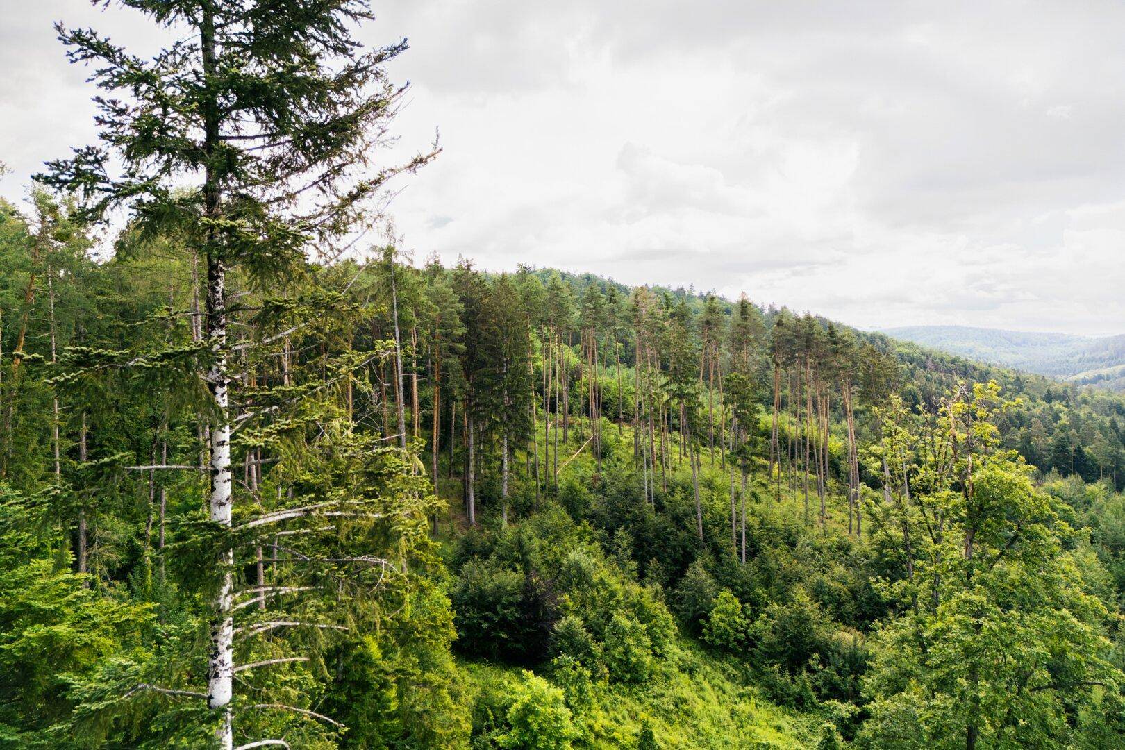 Hügelige Waldlandschaft mit verschiedenen Baumarten und einem bewölkten Himmel.