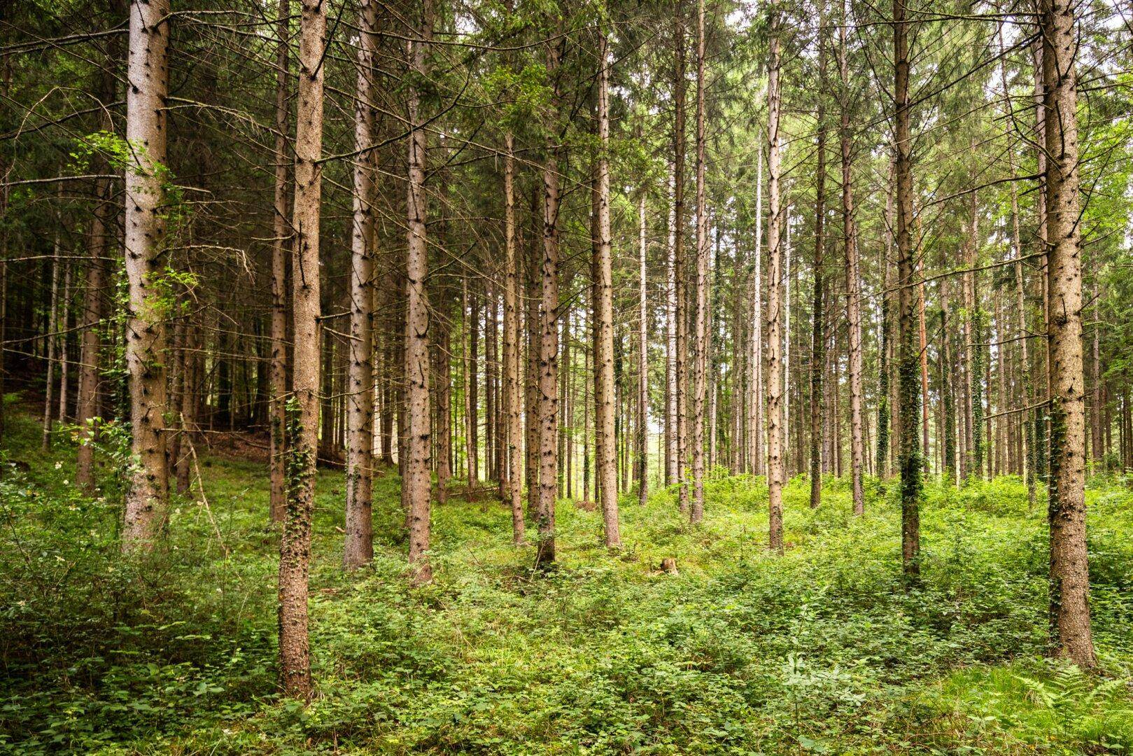 Dichter Wald mit hohen Baumstämmen und üppigem grünem Unterholz, das den Waldboden bedeckt.