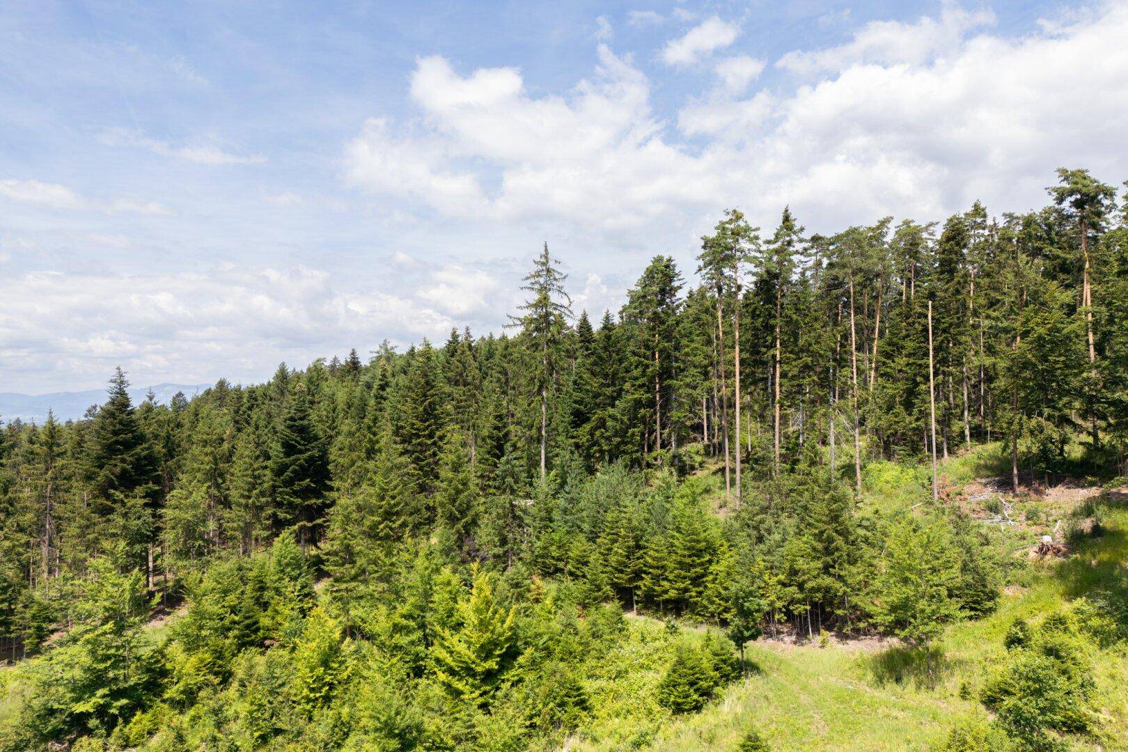 Weitläufiger Waldhang mit Nadelbäumen und jungen Pflanzen unter einem teilweise bewölkten Himmel.