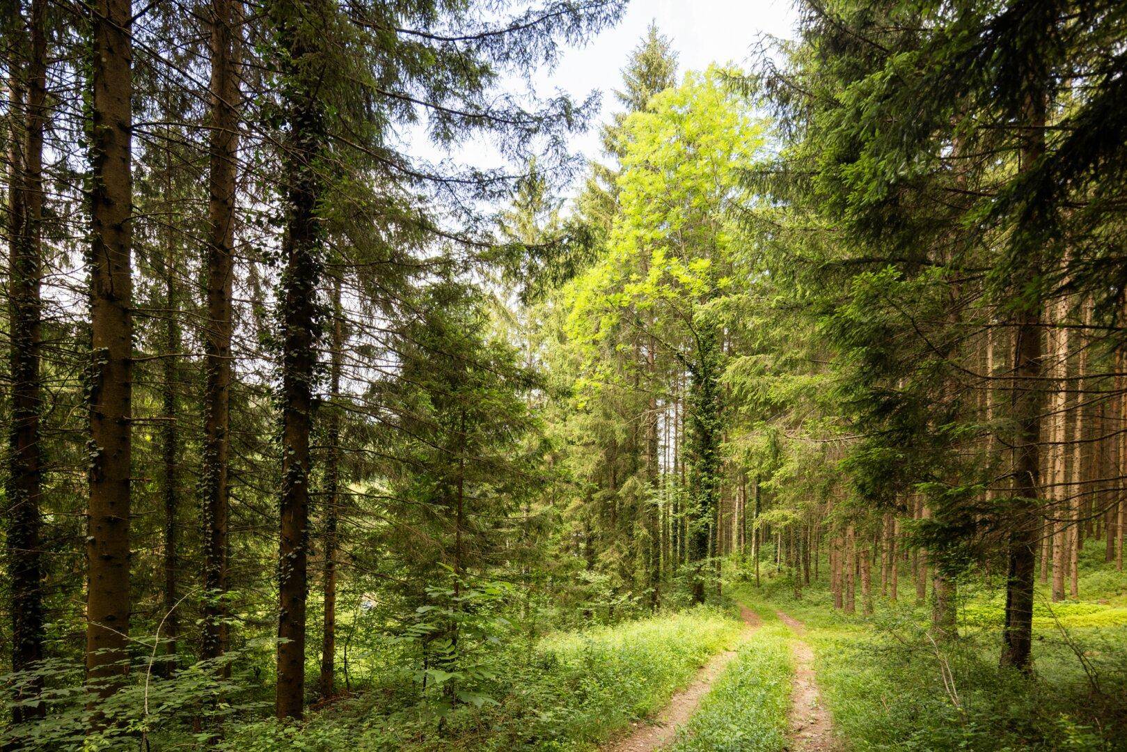 Ein schmaler Waldweg schlängelt sich durch einen dichten, grünen Nadelwald mit viel Unterholz.