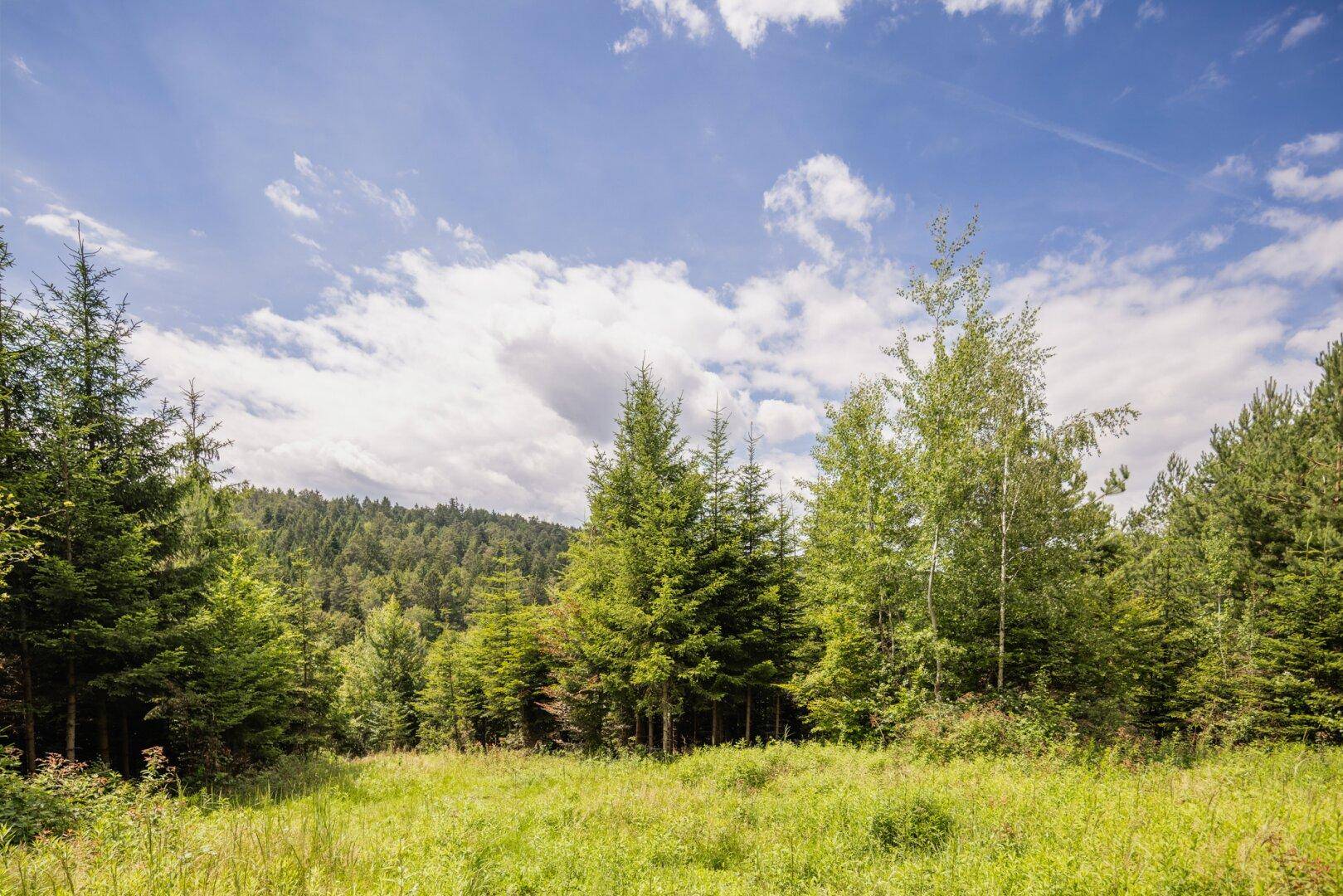 Waldrand mit einer sonnigen Wiese und verschiedenen Baumarten unter einem blauen Himmel.