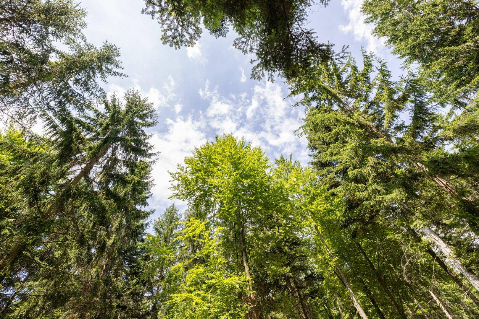 Blick nach oben in das dichte Blätterdach hoher Bäume, das den blauen Himmel durchscheinen lässt.