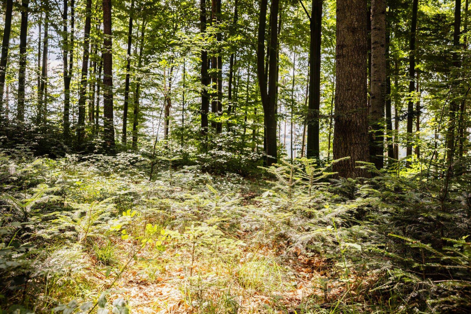 Sonnenlicht fällt durch das Blätterdach auf den Waldboden mit jungen Bäumen und üppigem Grün.