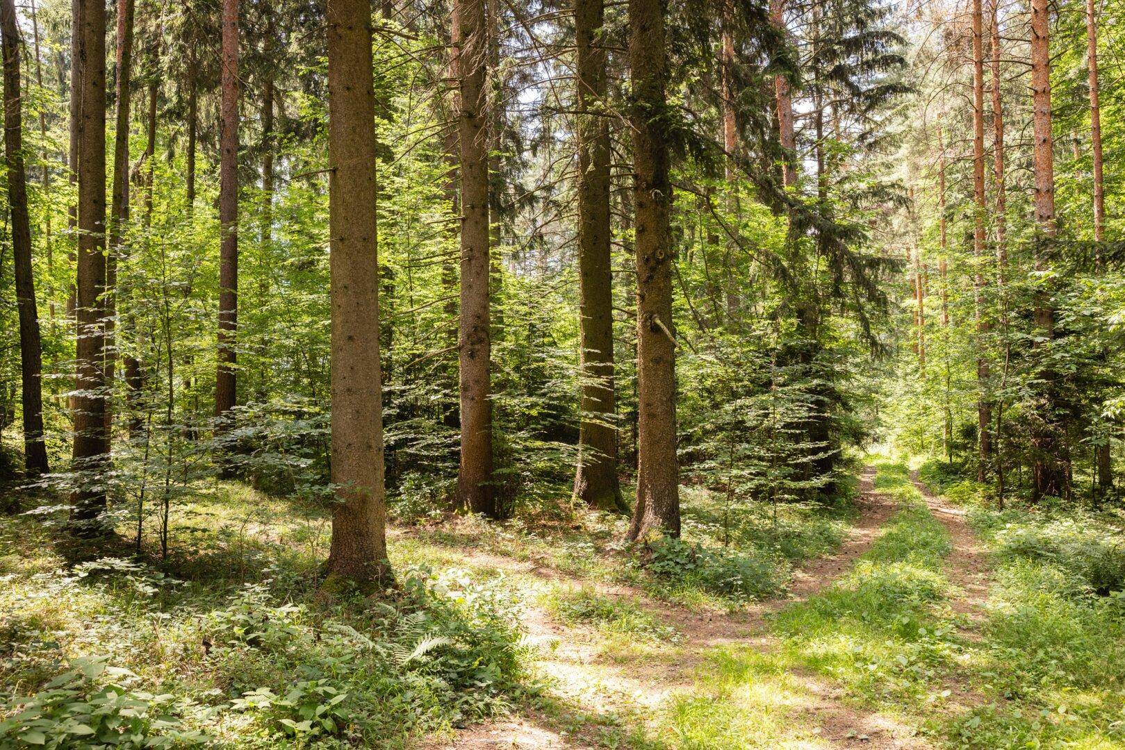 Ein sonniger Waldweg führt durch einen dichten Nadelwald mit viel Grün und Schattenbereichen.