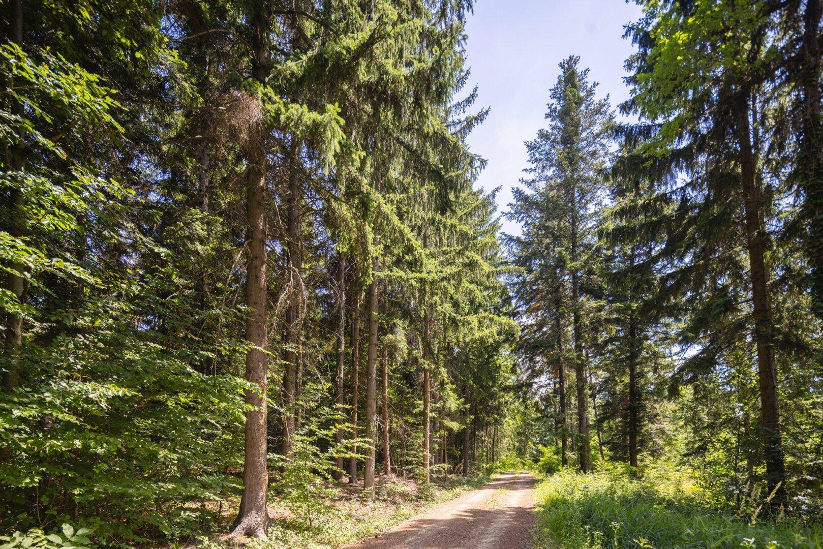 Ein breiter Waldweg führt durch einen hohen, dichten Nadelwald mit viel Sonnenlicht.