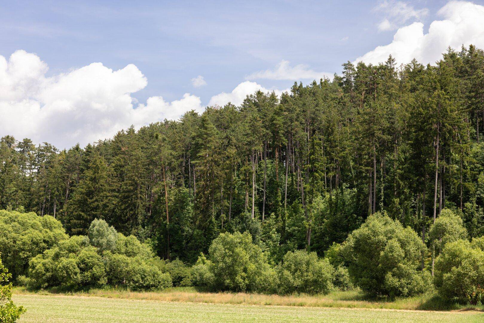 Dichter Wald am Hang mit grünen Feldern im Vordergrund unter einem blauen Himmel.