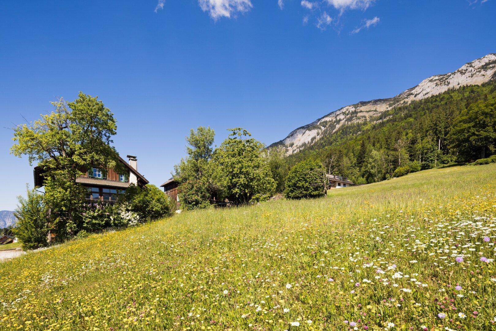Weitläufige Blumenwiese mit Blick auf die Berge und ein traditionelles Holzhaus in der Ferne.