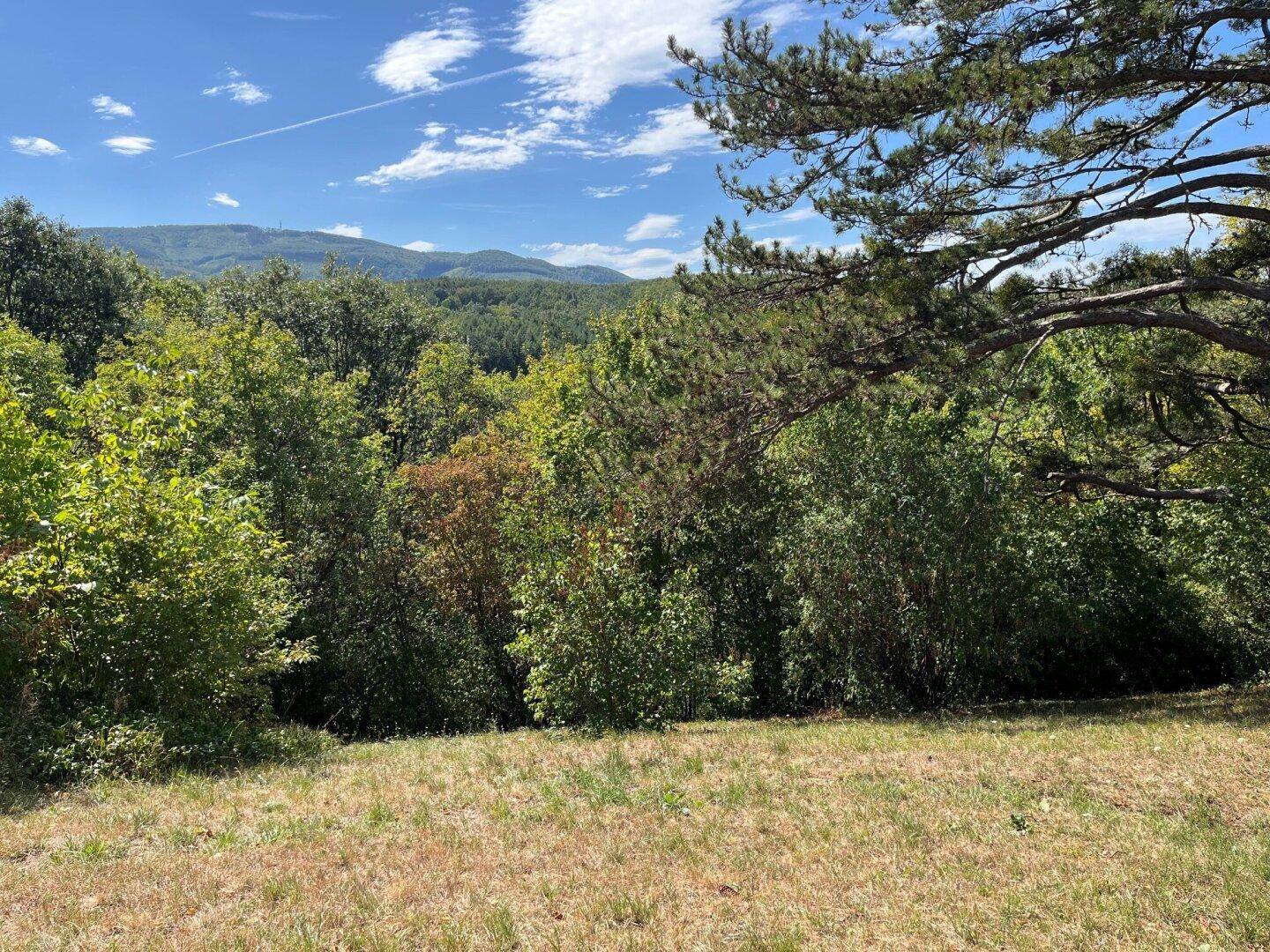 Weitläufiger Blick über grüne Wälder und sanfte Hügel unter blauem Himmel.