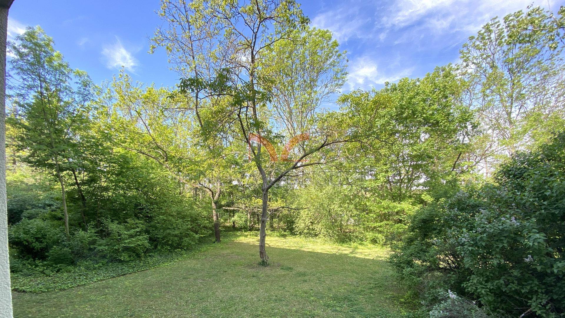 Grüner Gartenbereich mit hohen Bäumen und Rasenfläche unter blauem Himmel.