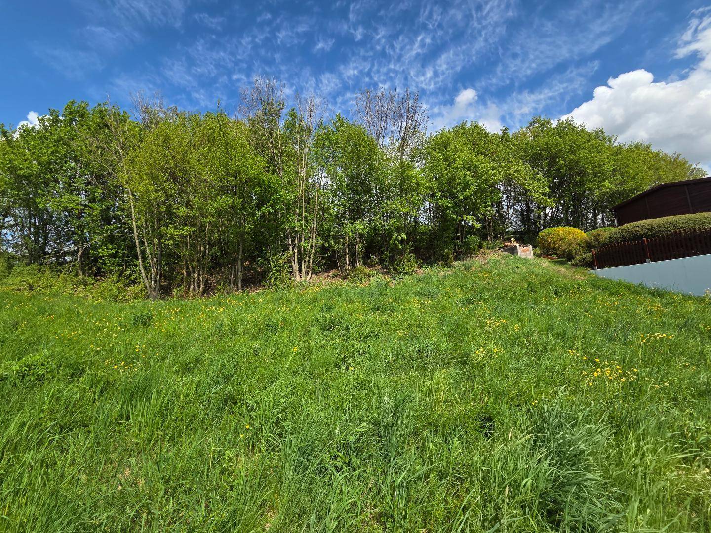 Sonnige grüne Wiese mit dichtem Baumbestand im Hintergrund unter blauem Himmel.