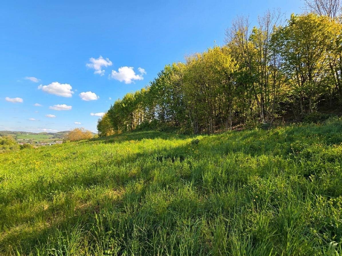 Sonnige grüne Wiese mit einer Reihe von Bäumen am Horizont unter blauem Himmel.