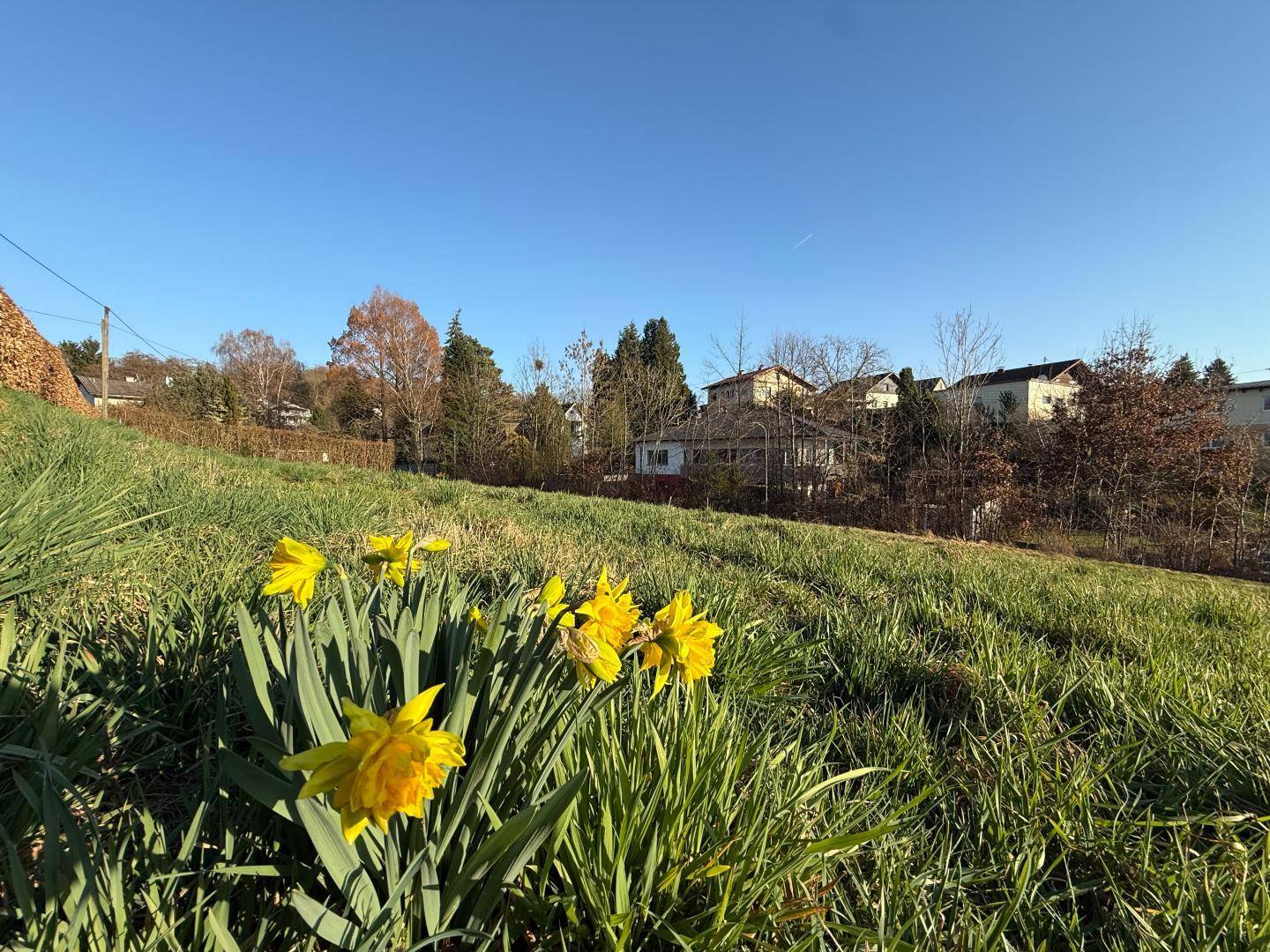 Frühlingshafte Szene mit leuchtend gelben Narzissen auf einer grünen Wiese und Häusern im Hintergrund.