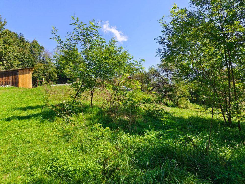 Sonnige, unberührte Wiesenfläche mit jungen Bäumen und einem Holzschuppen im Hintergrund.