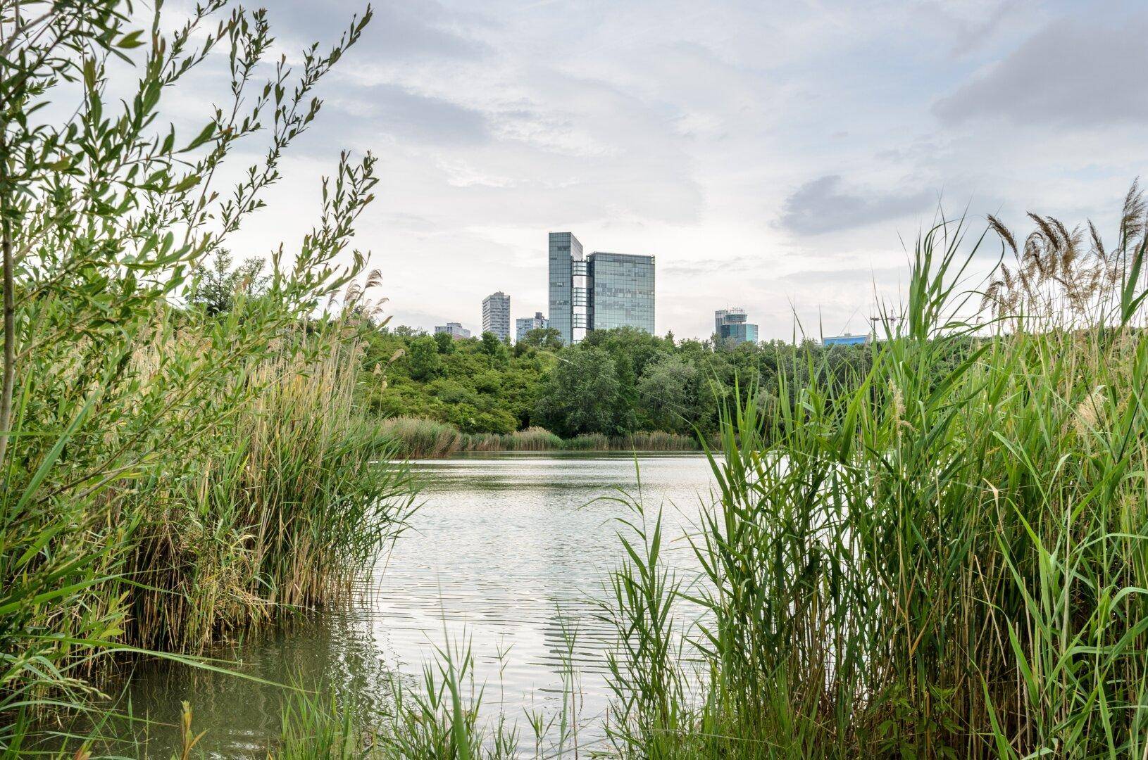 Malerischer Blick auf einen See mit Schilf und modernen Gebäuden im Hintergrund unter bewölktem Himmel.