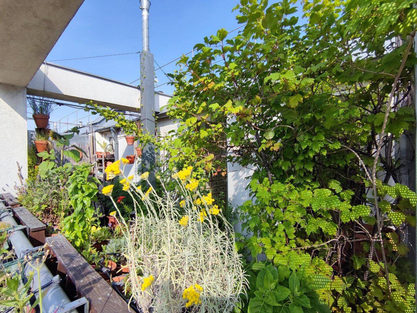 Grüne Dachterrasse mit vielfältigen Pflanzen und Blumen, bietet eine private Oase im Freien.
