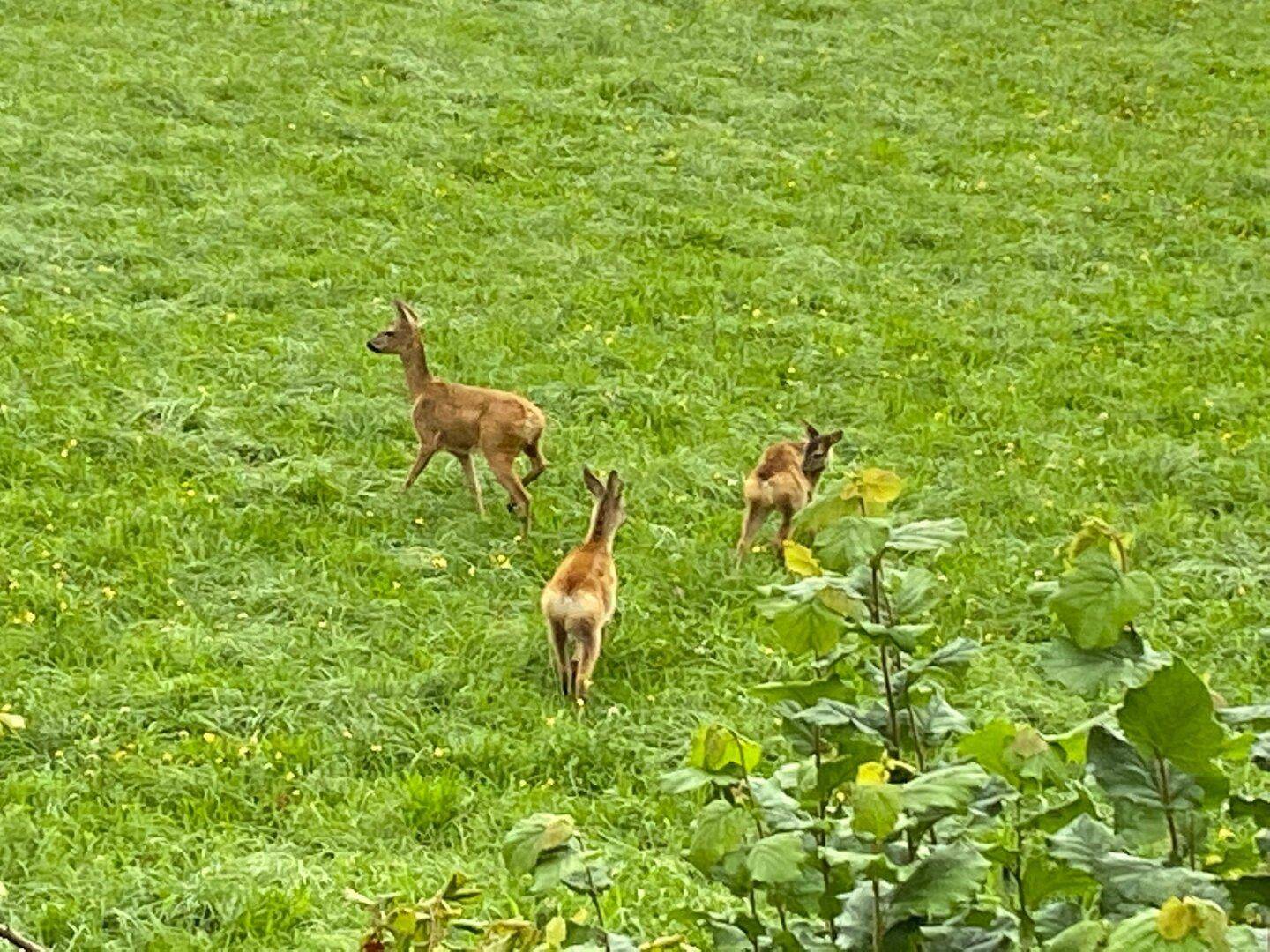 tierische Bewohner in der Nachbarschaft