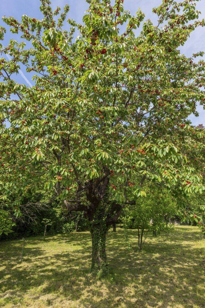 Kirschenbaum