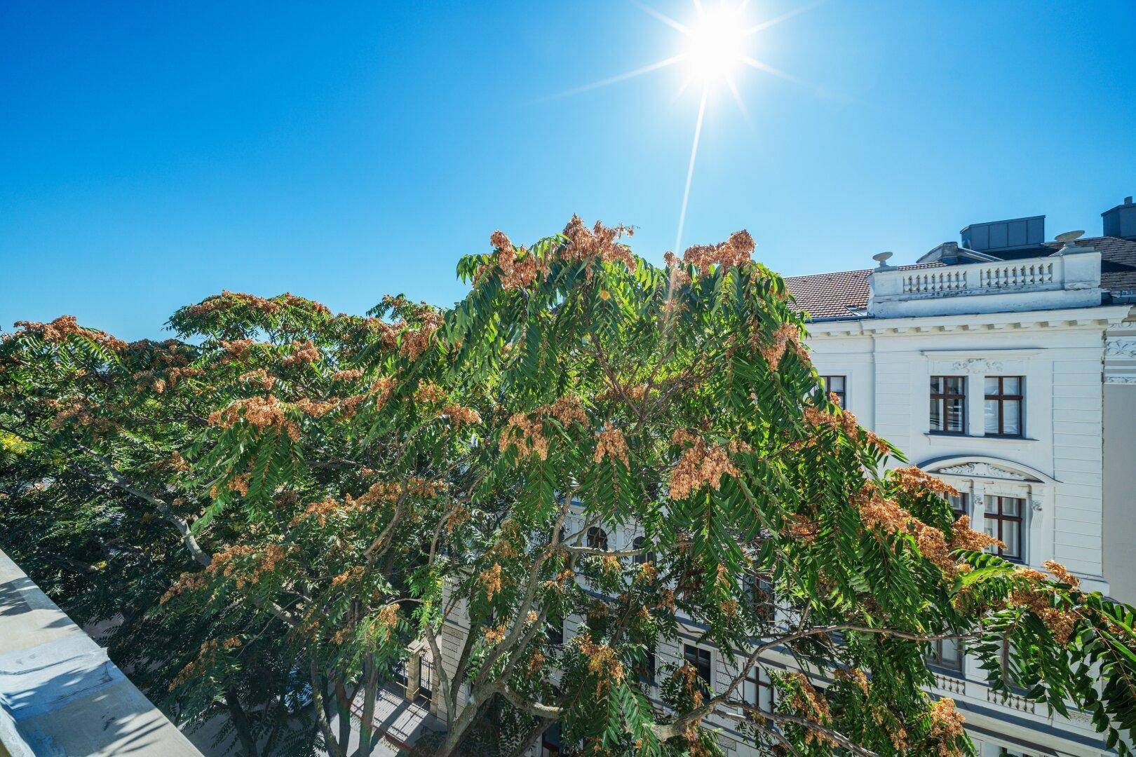 Sonniger Ausblick über die Stadt mit historischen Gebäuden und einem großen Baum im Vordergrund.