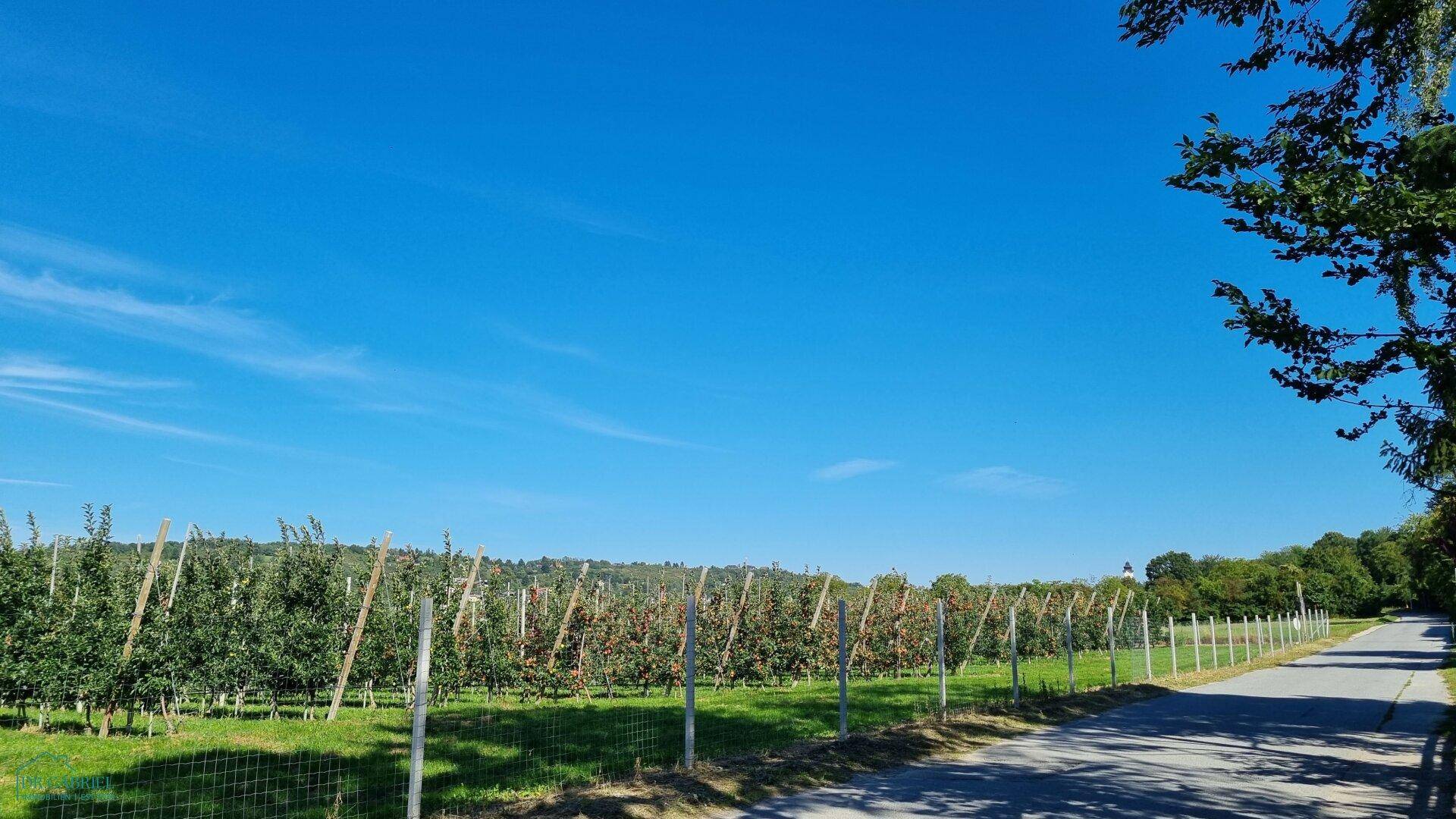 Malerische Landschaft mit einem Feldweg entlang eines Weinbergs oder Obstgartens unter blauem Himmel.
