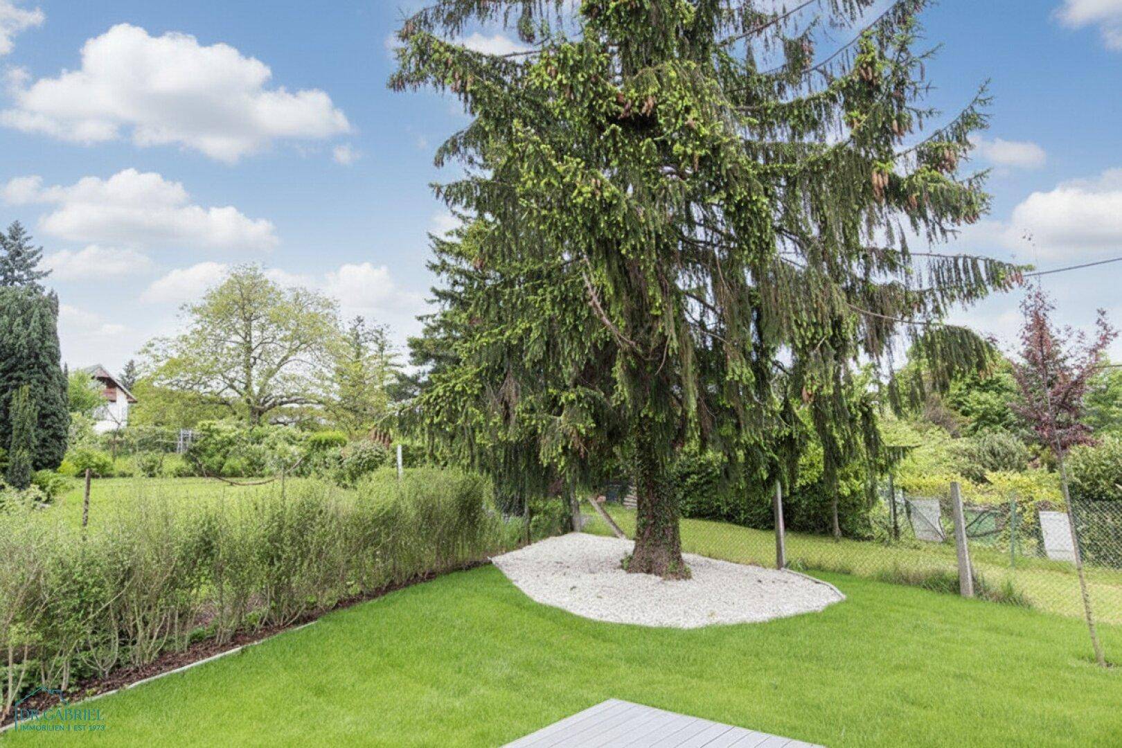 Gepflegter Gartenbereich mit großem Nadelbaum, grüner Rasenfläche und dekorativen Steinen.