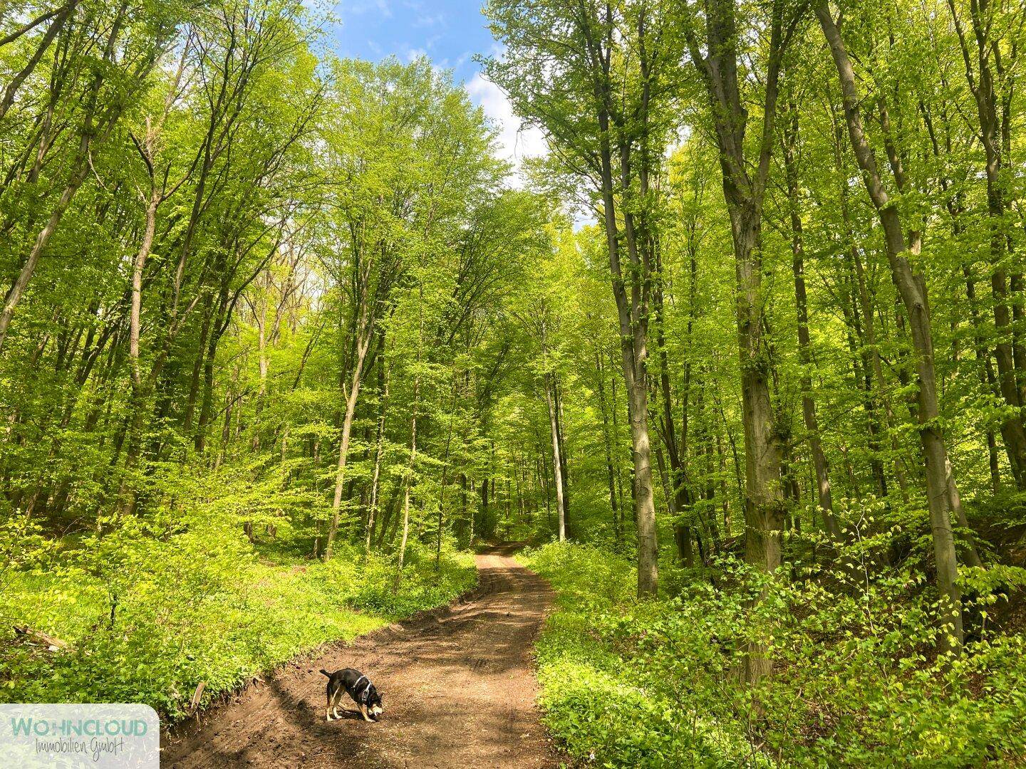 Idyllischer Waldweg umgeben von hohen, grünen Bäumen, perfekt für Spaziergänge.