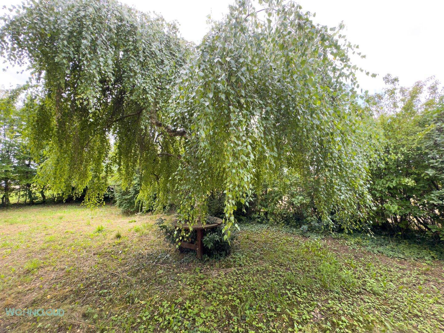 Großer Gartenbereich mit altem Baum und viel Grün, ideal zum Entspannen.