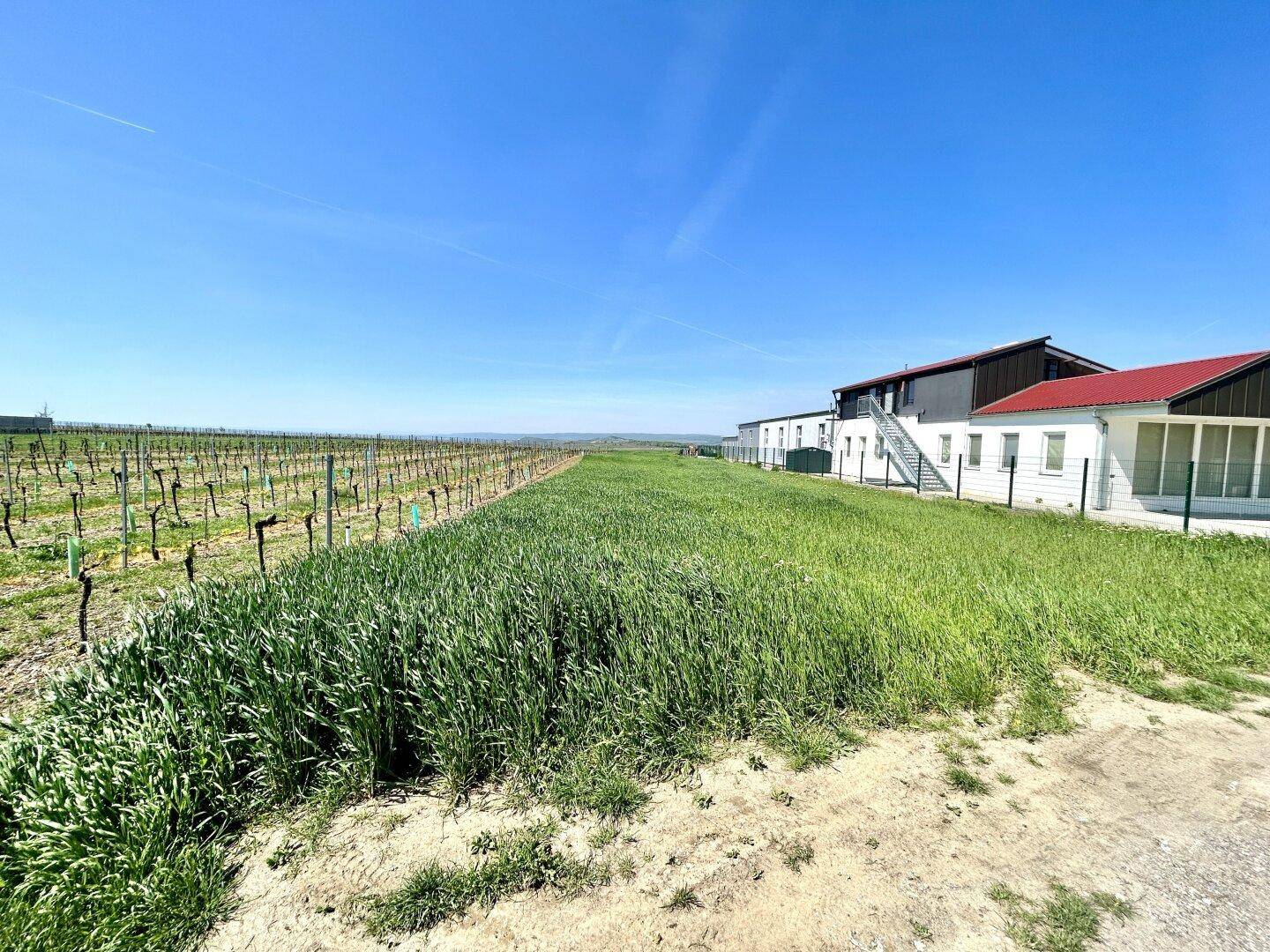Blick über ein grünes Feld und Weinreben auf ein Gebäude mit rotem Dach und weißer Fassade.