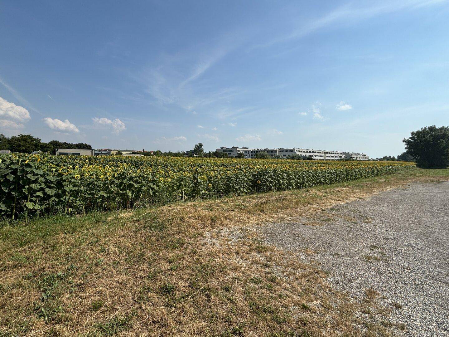 Panoramablick über ein weites Sonnenblumenfeld mit Gebäuden am Horizont unter klarem Himmel.