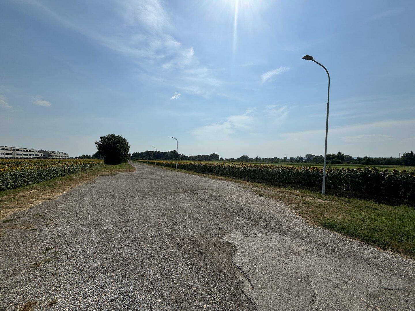 Langer Schotterweg, gesäumt von Sonnenblumenfeldern, führt zu Gebäuden in der Ferne.
