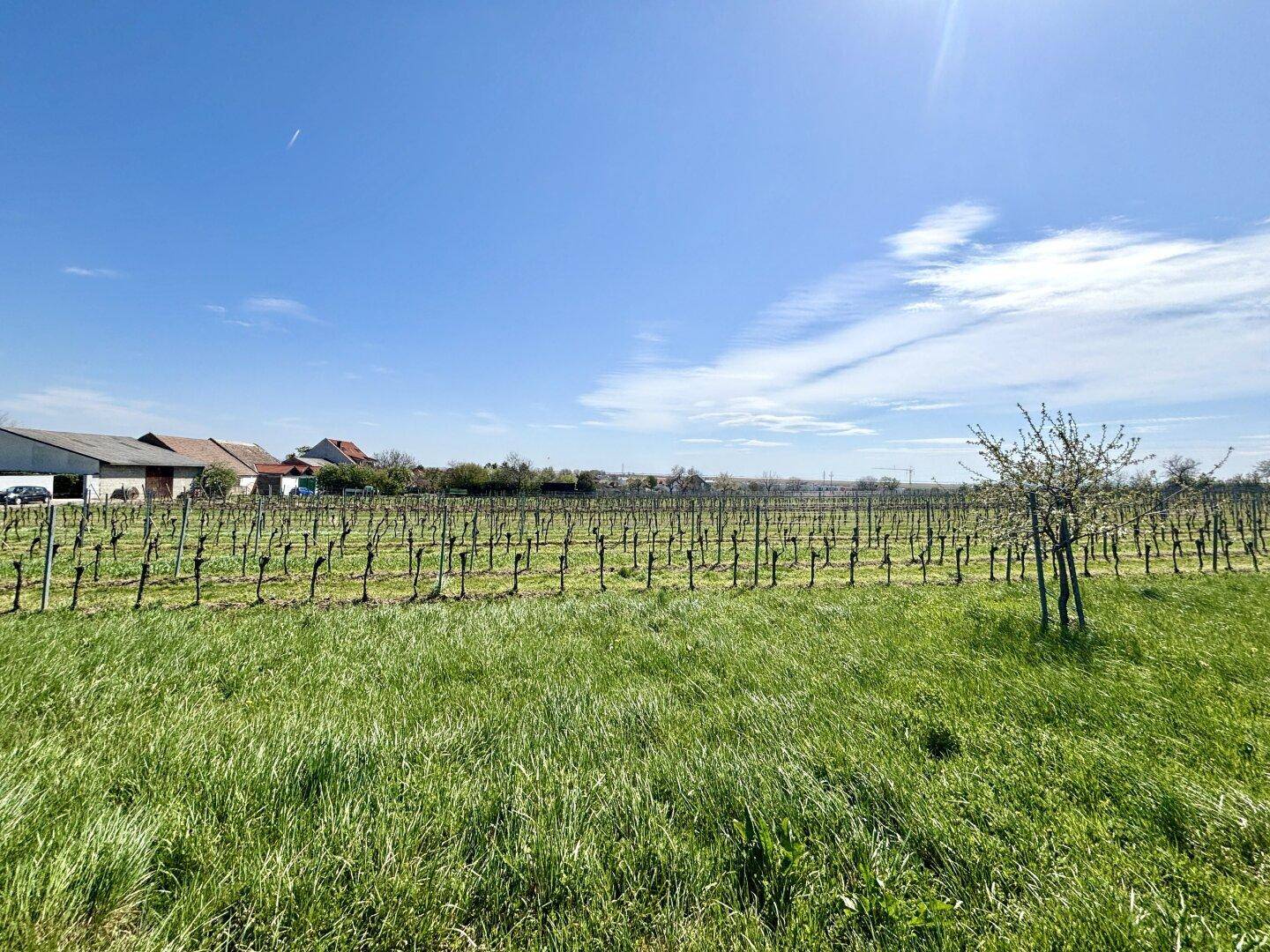 Weitläufige Weinberge mit frischem Grün und Häusern am Horizont unter strahlend blauem Himmel.