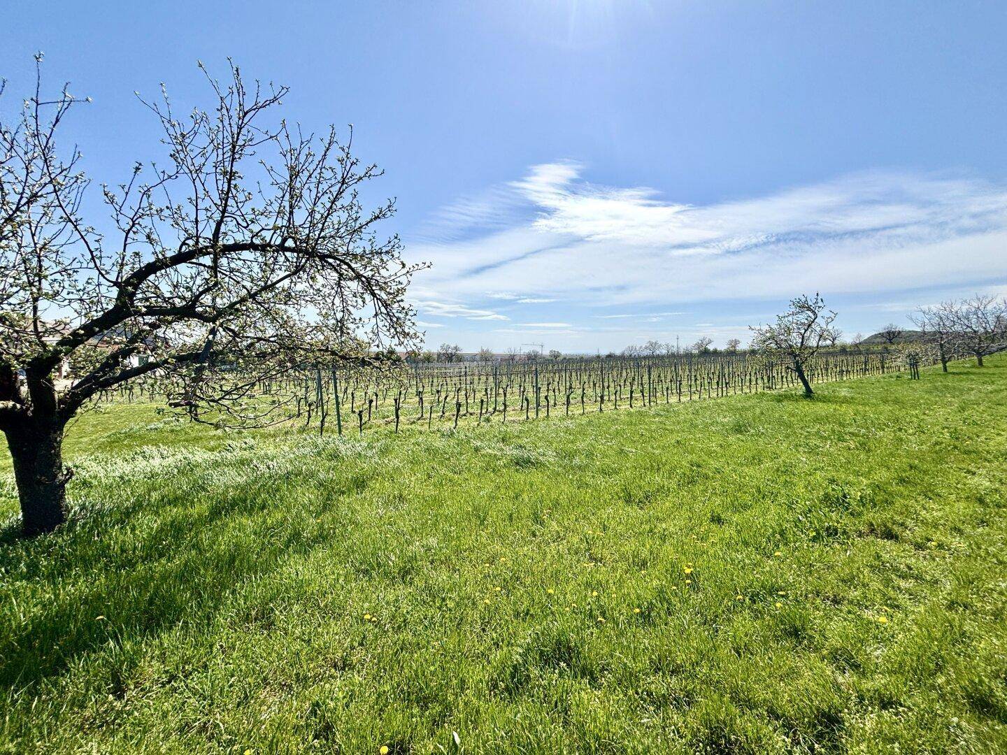 Malerische Weinlandschaft mit jungen Reben, grünen Wiesen und blühenden Bäumen im Sonnenschein.