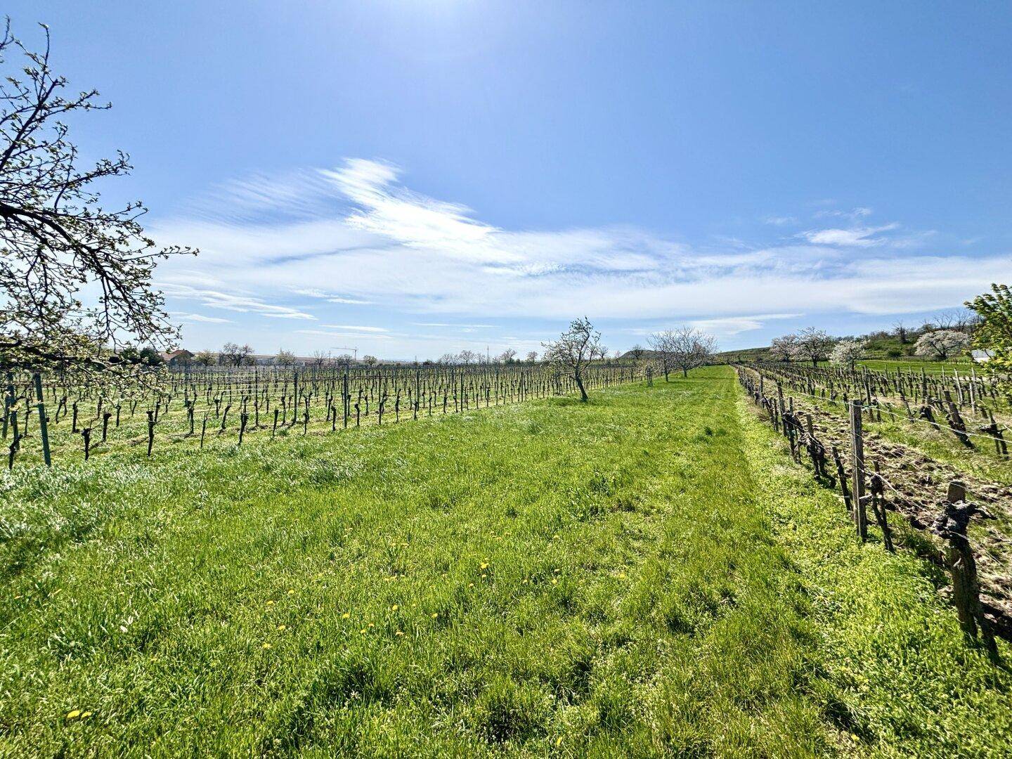 Ausgedehnte Weinberge mit saftig grünen Reihen und klarem Himmel in der Ferne, umgeben von Natur.