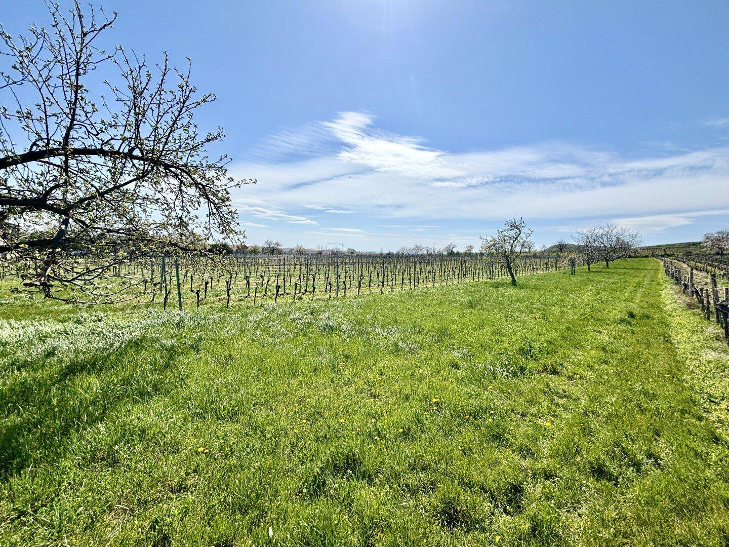 Ruhige Weinlandschaft mit jungen Reben, grünen Wiesen und blühenden Bäumen unter blauem Himmel.