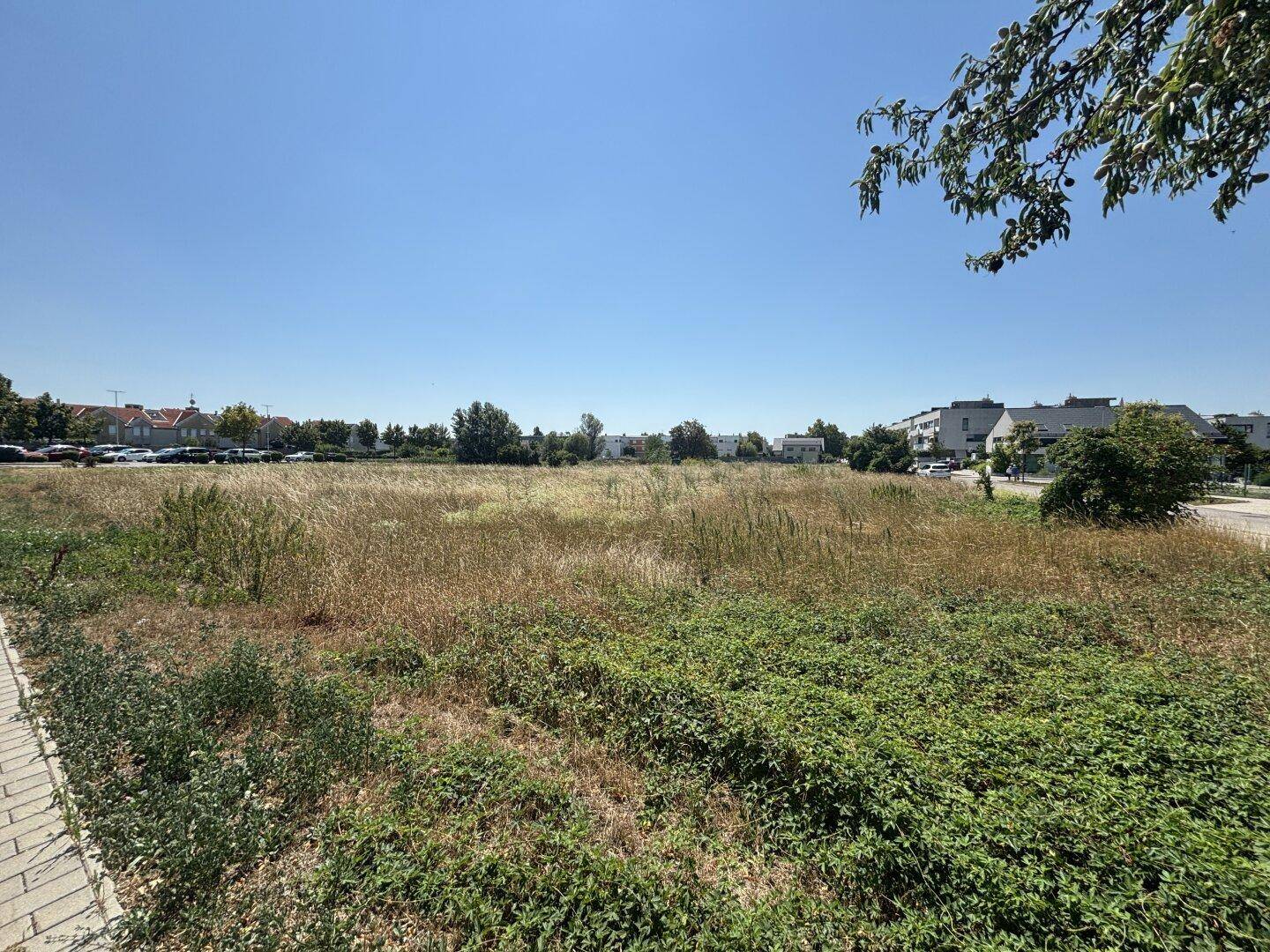Großes unbebautes Grundstück mit hohem Gras und Blick auf umliegende Wohngebäude.
