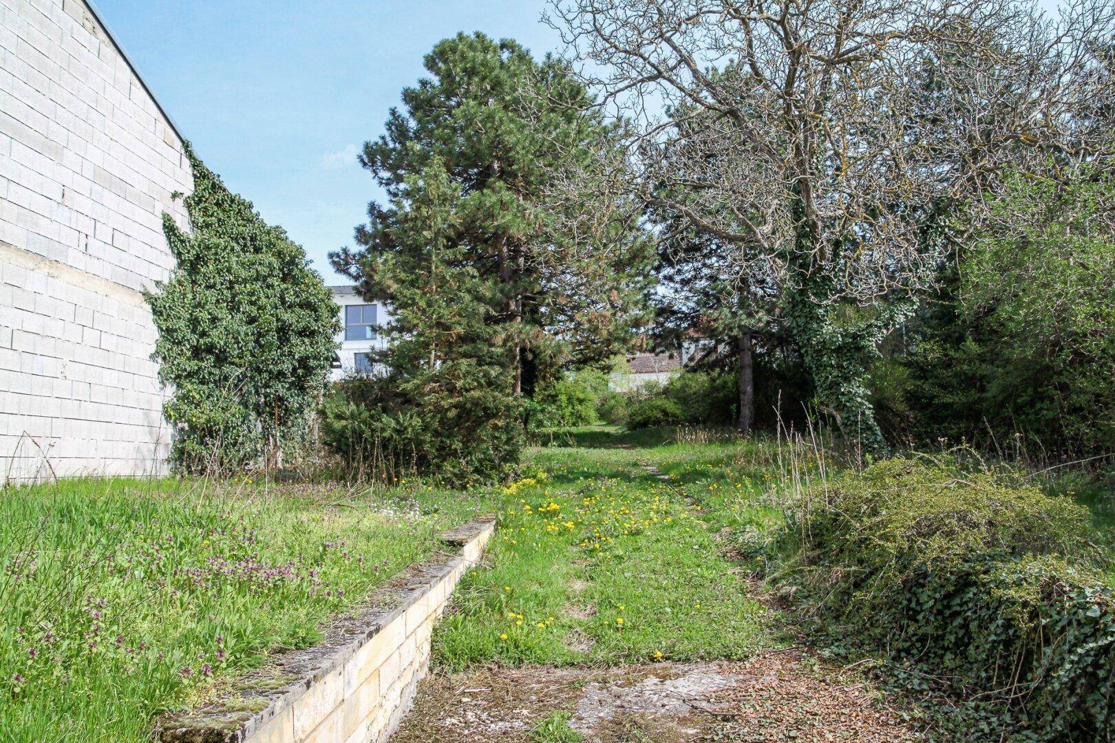 Ungepflegter Gartenbereich mit hohen Gräsern, Bäumen und einer niedrigen Steinmauer.